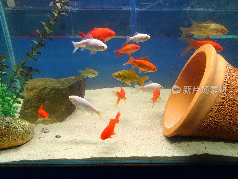 红色，白色，棕色金鱼/彗星，冷水，淡水水族馆鱼缸